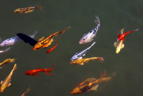 景觀魚池水處理設備--你要知道的景觀水處理系統的常見問題！