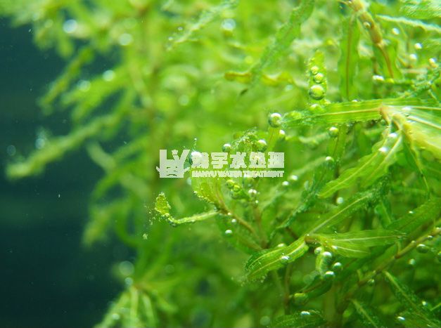 瀚宇水處理：游泳池水藻的處理方法小結